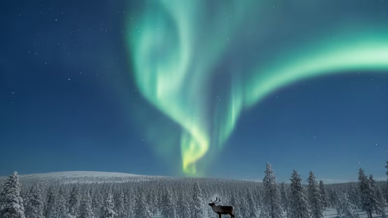 Revontulikelat — revontulet talvisen metsän ja poron yllä